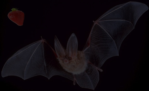 dark_strawberry_bat