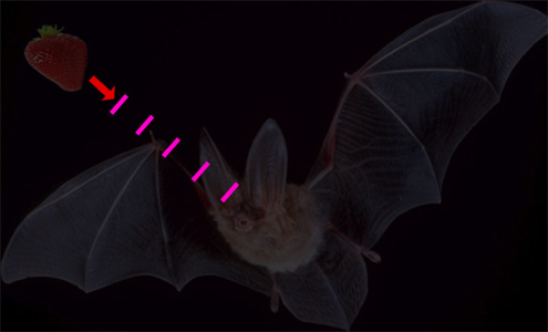 return_bat