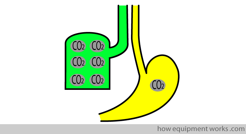 stomach